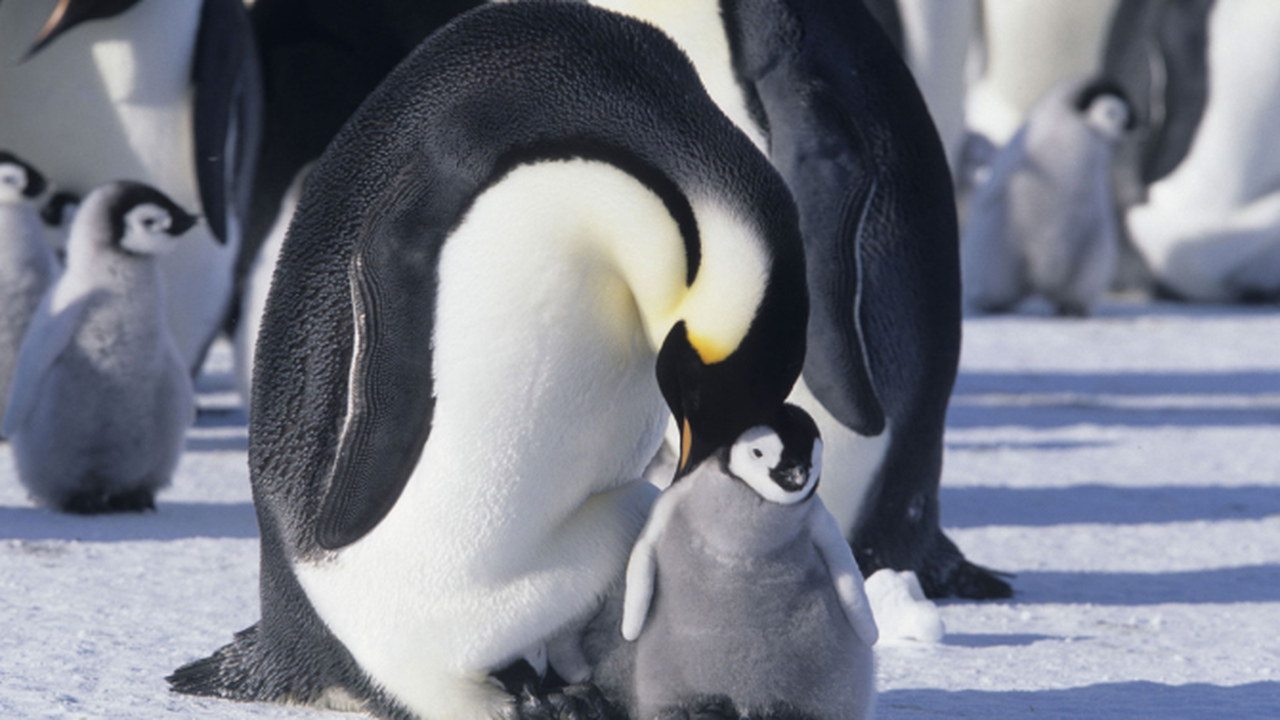 La marcia dei pinguini: al via il sequel del documentario di Luc Jacquet