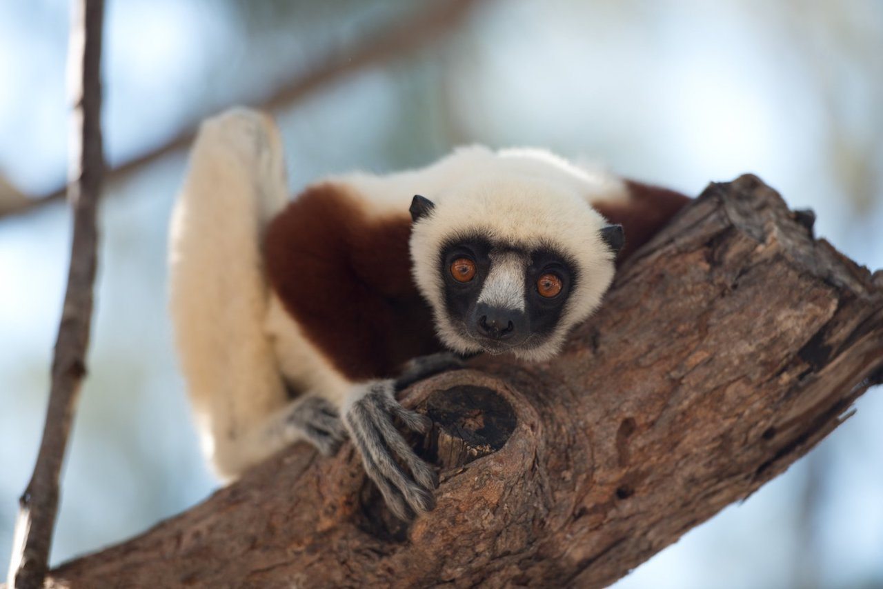 Madagascar: l’Isola dei Lemuri – stasera in tv su Sky 3D il documentario narrato da Morgan Freeman