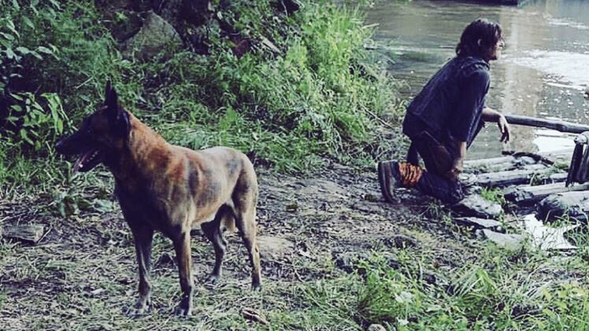 The Walking Dead: il cane di Daryl morirà? La risposta della showrunner