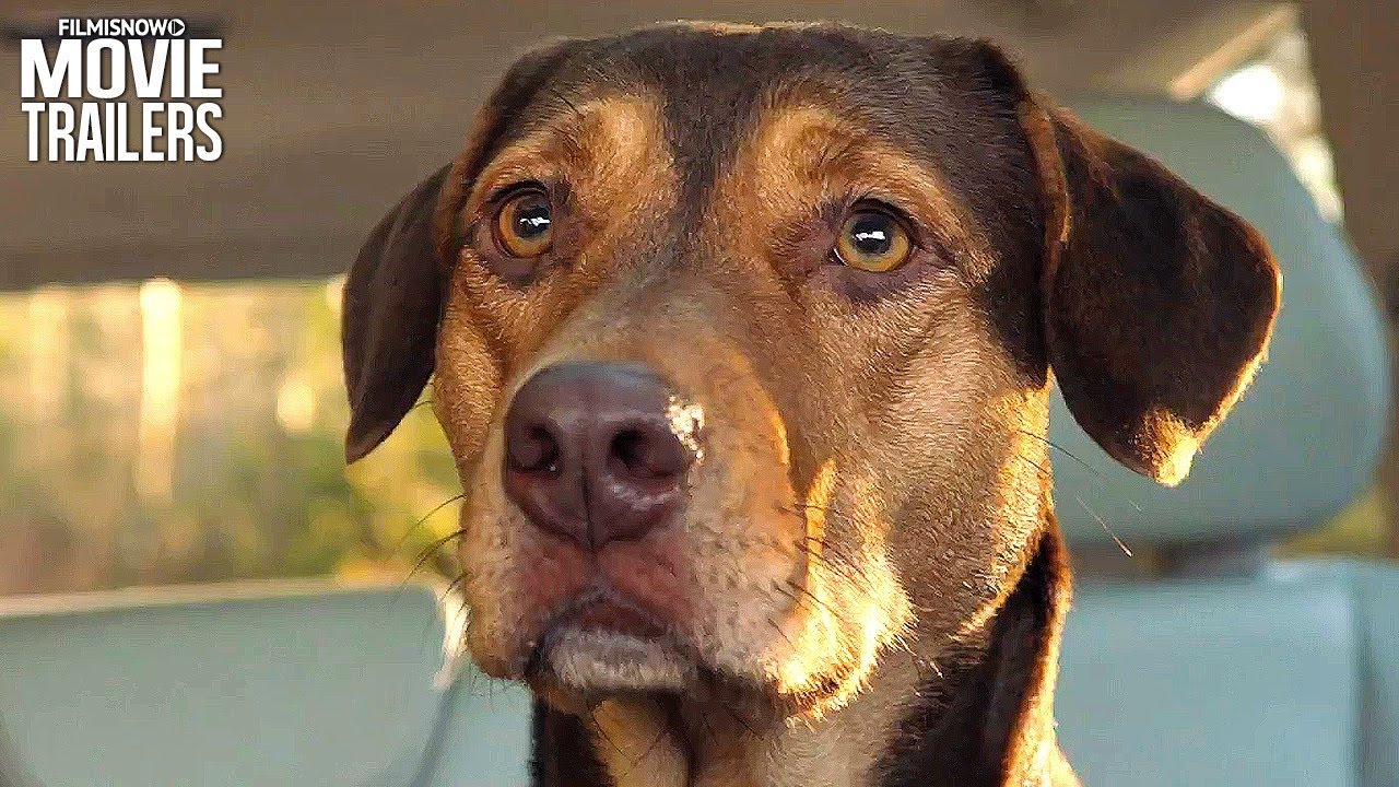 A Dog’s Way Home – nel nuovo trailer Bella perde la via di casa