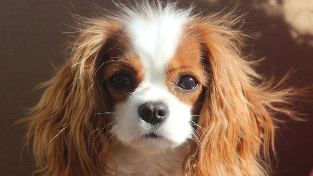 Cavalier King Charles Spanish Cinematographe.it