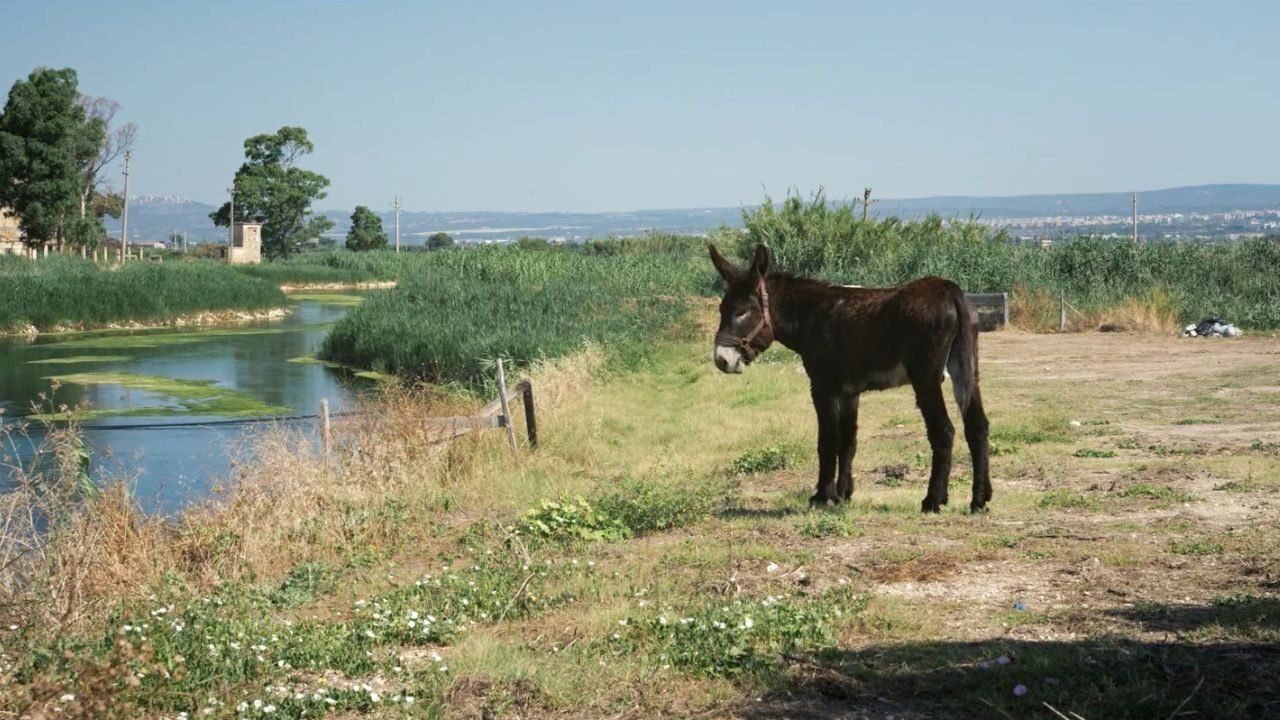 Tara: recensione documentario di Francesca Bertin e Volker Sattel