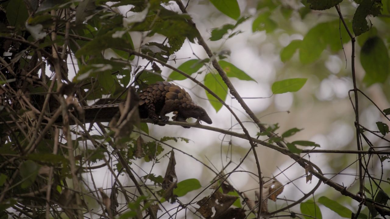 The Pangolin Friend: recensione del documentario di Franck Sanson