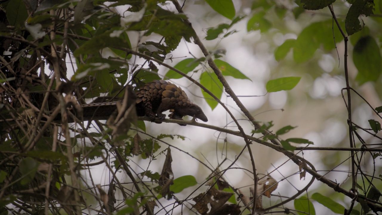 The Pangolin Friend - Cinematographe.it