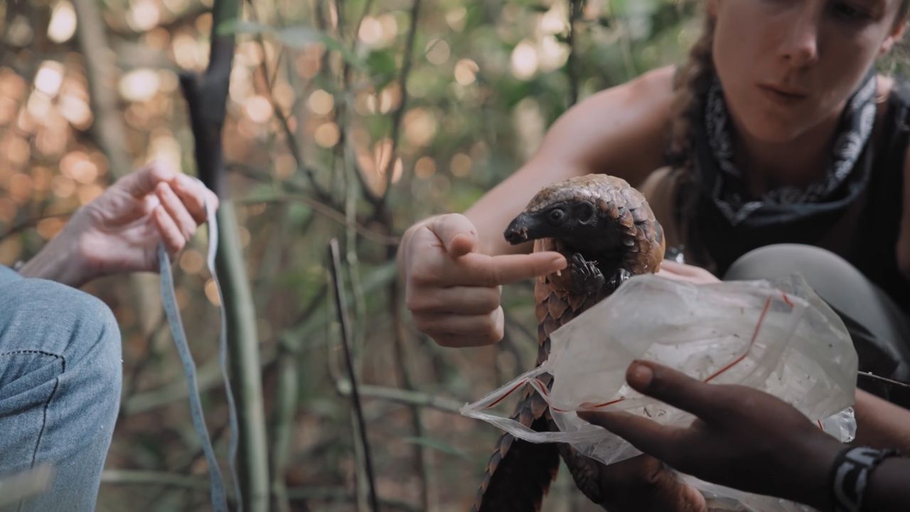 The Pangolin Friend - Cinematographe.it