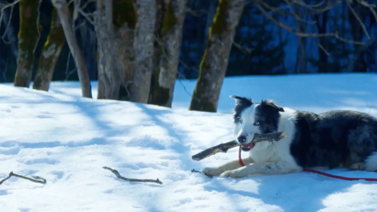 Anatomia di una caduta: il Border Collie che ha rubato la scena nel film